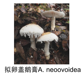 图片10